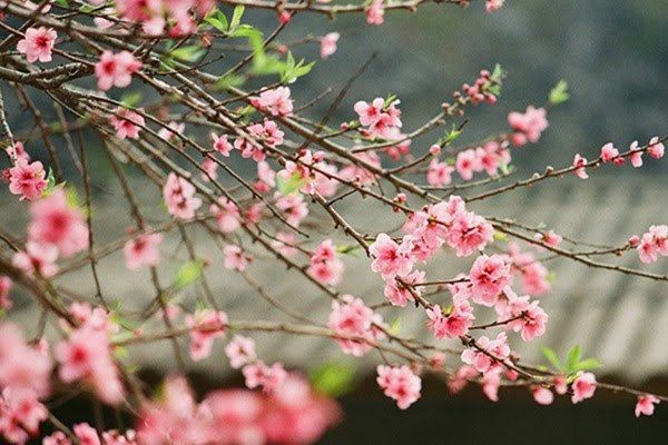Xuân về nhớ cố hương