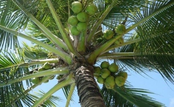 Bài văn thuyết minh về Cây dừa số 3