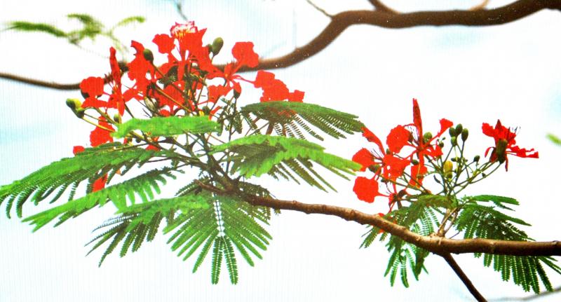 Ảnh minh họa (Nguồn internet)