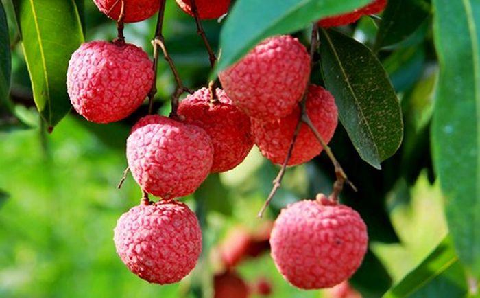 Bài văn thuyết minh về cây vải