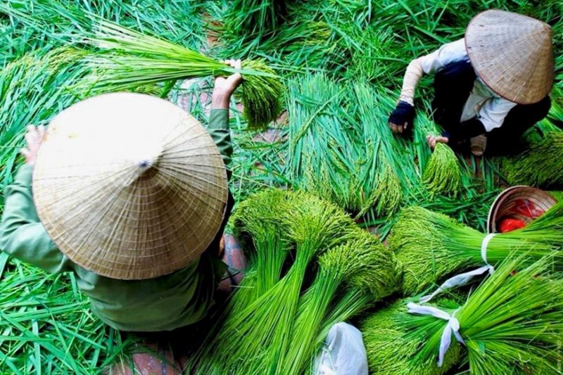 Hình minh họa