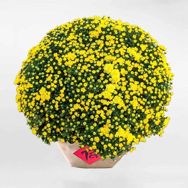 Bài văn thuyết minh về hoa cúc - mẫu số 12