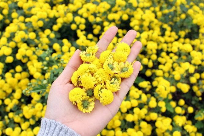 Bài văn thuyết minh về hoa cúc - mẫu số 7