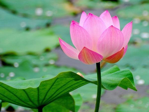 Bài văn thuyết minh về Hoa Sen số 5