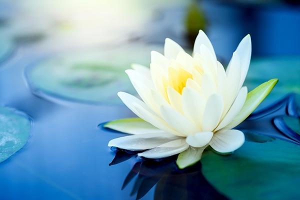 Bài văn thuyết minh về Hoa Sen số 9