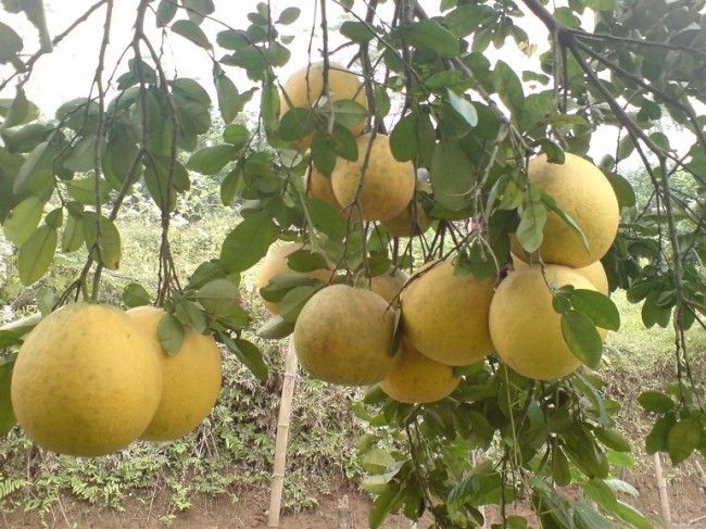 Kinh doanh mùa tết với bưởi diễn