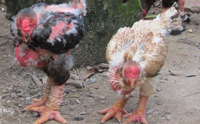 Kinh doanh dịp tết với gà Đông Cảo