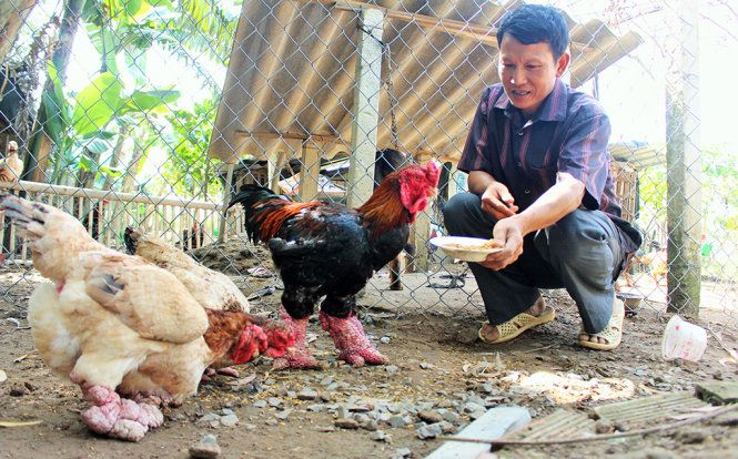 Kinh doanh dịp tết với gà Đông Cảo