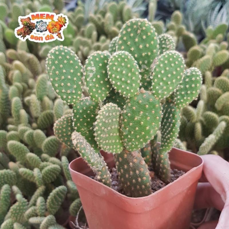 Bán sỉ lẻ sen đá, xương rồng, chậu, phụ kiện terrarium