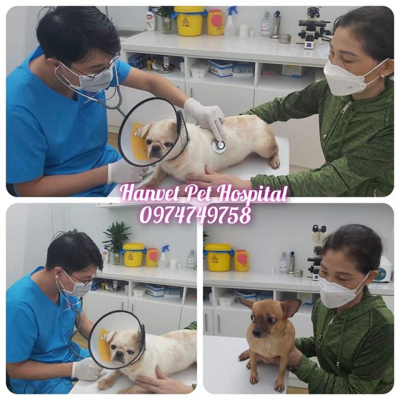 Bệnh viện Thú cảnh Hanvet
