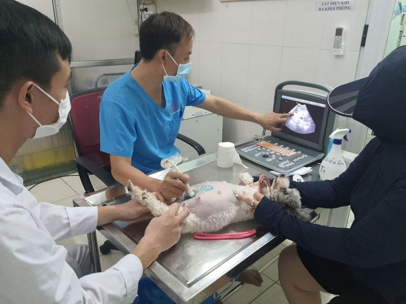 Bệnh viện Thú cảnh Hanvet