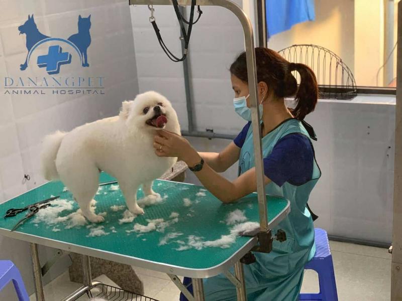 ﻿﻿Bệnh viện thú y Danangpet
