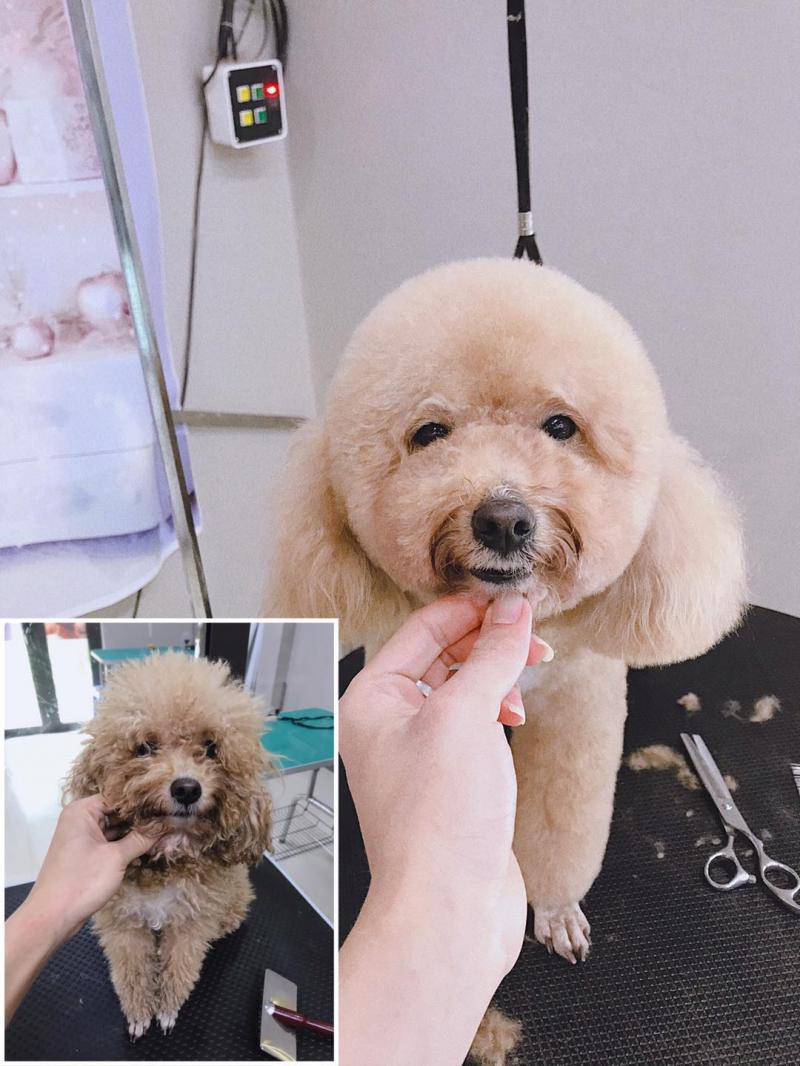 Bệnh viện thú y Jun - Vet