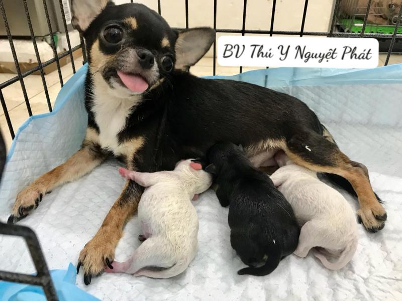 Bệnh Viện Thú Y Nguyệt Phát