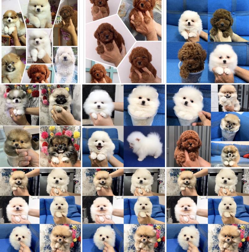 Bin Bon Dog Shop