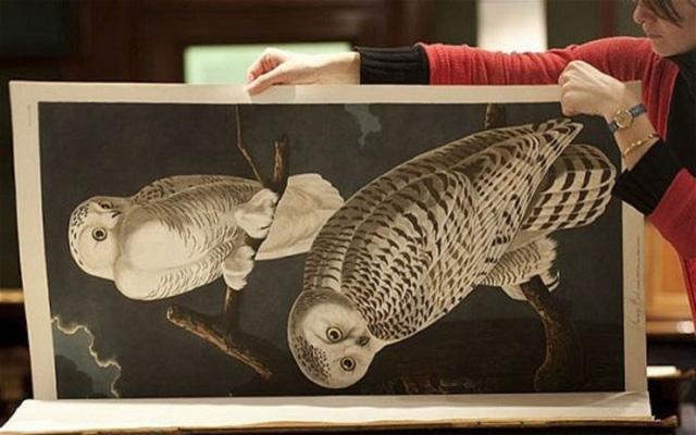 Birds of America là một cuốn sách cổ sở hữu 435 bức hình minh họa vẽ tay các loài chim