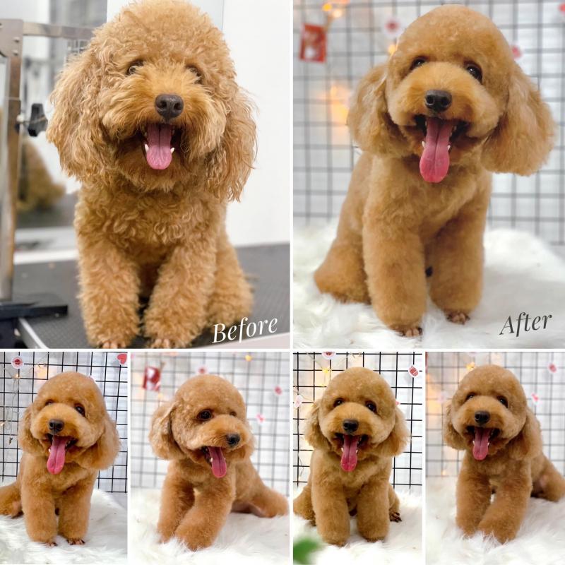 BK Pet House - Dịch Vụ Spa Thú Cưng tại Huế