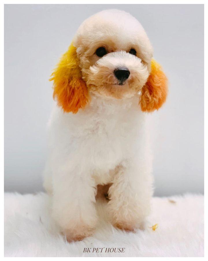 BK Pet House - Dịch Vụ Spa Thú Cưng tại Huế
