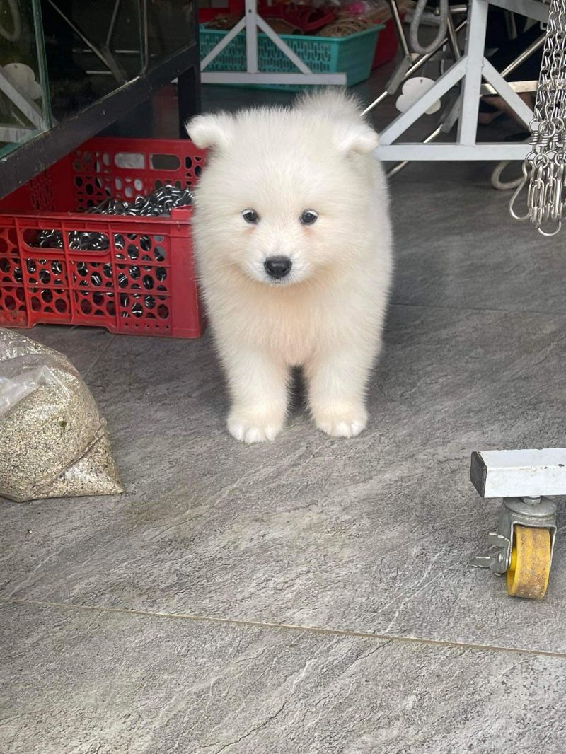 BMT PET