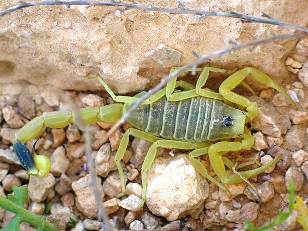 Loài bọ cạp Leiurus quinquestriatus