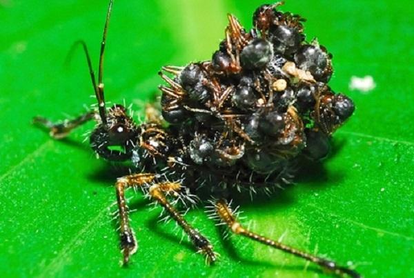 Bọ sát thủ hung dữ đang hút sạch dịch thể con mồi và vác xác chúng trên lưng