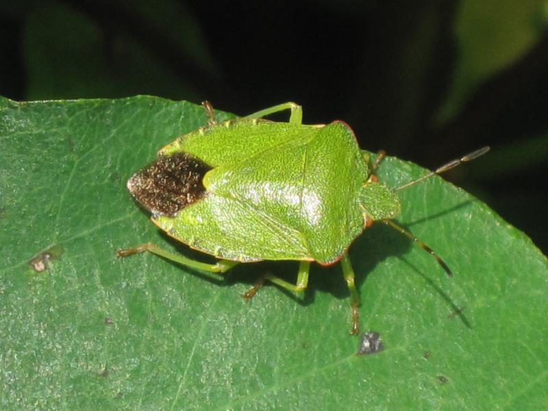 Con bọ xít
