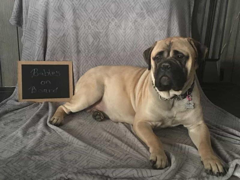 Chó ﻿Bullmastiff