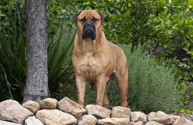 Bullmastiff
