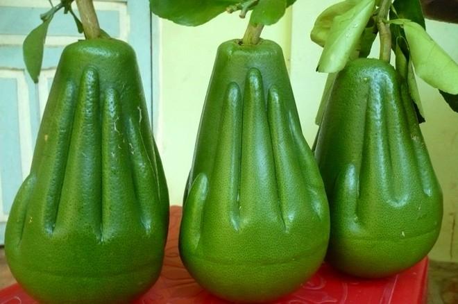 Bưởi bàn tay Phật