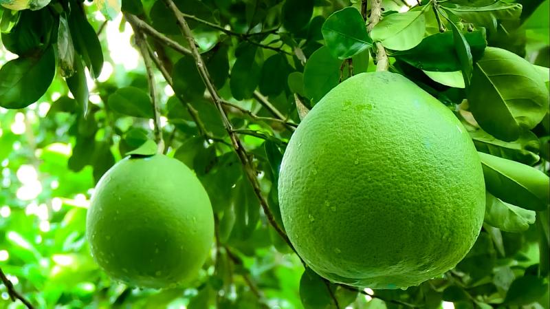 Bưởi, Chanh và Ngải cứu – Bài thuốc điểm 10 theo YHCT