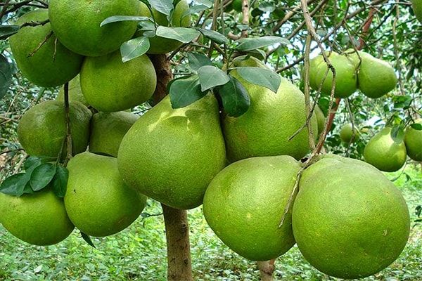 Bưởi Năm Roi (Vĩnh Long)
