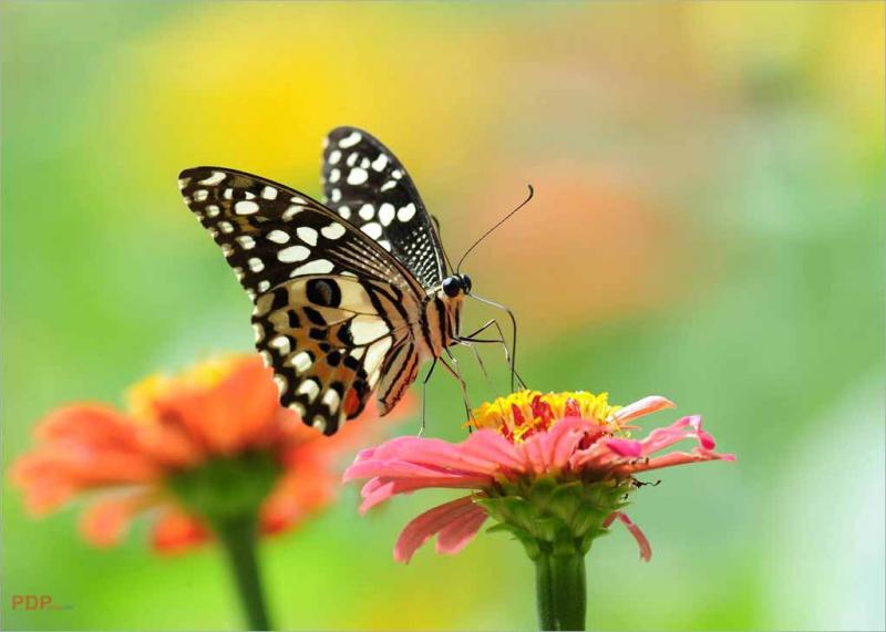 Bướm nếm mùi vị bằng chân