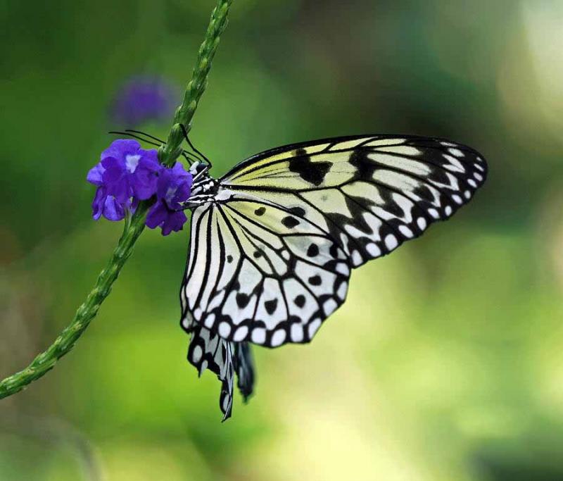 Bướm sử dụng nhiều thủ thuật để tồn tại