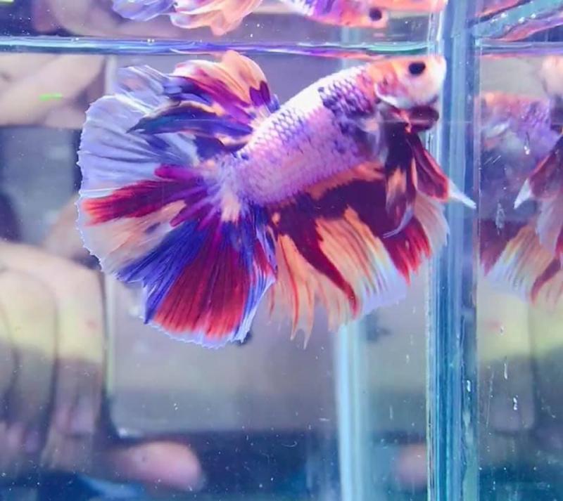 Cá Cảnh Guppy & betta Quy nhơn