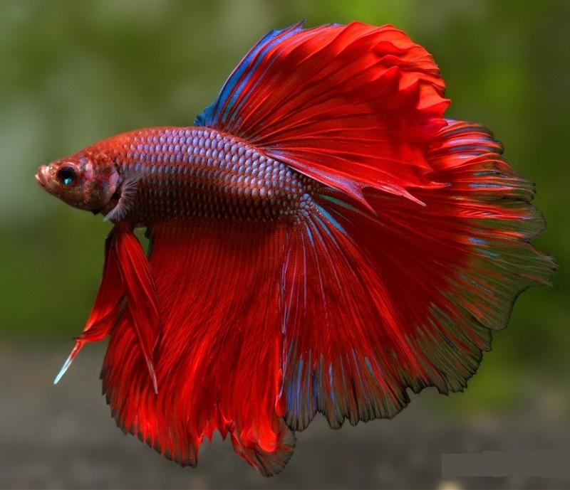 Cá chọi Betta