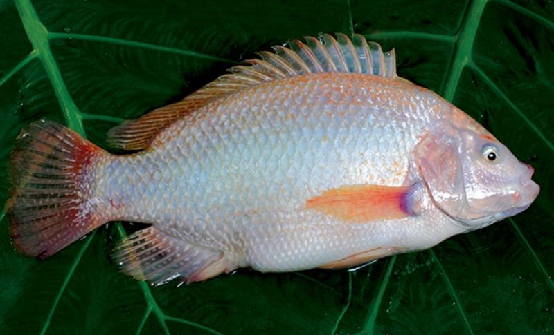 Cá diêu hồng