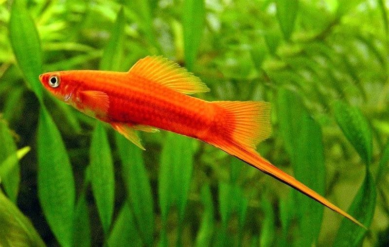 Thanh dài như kiếm dưới thùy đuôi của cá đực.