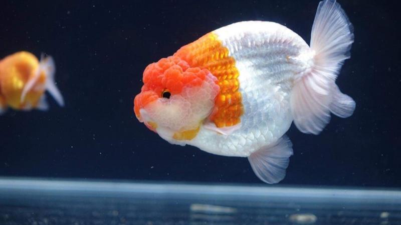 Cá Ranchu