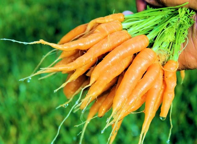 Cà rốt tí hon