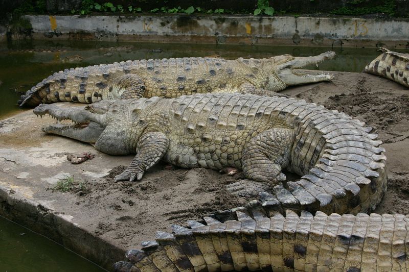 Cá sấu Bắc Mỹ