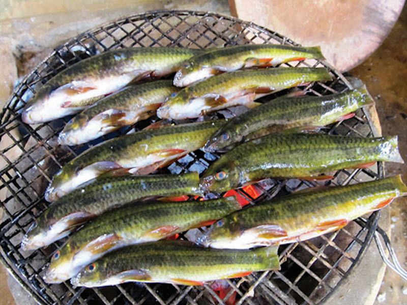 Đặc sản cá suối nướng ở Sapa