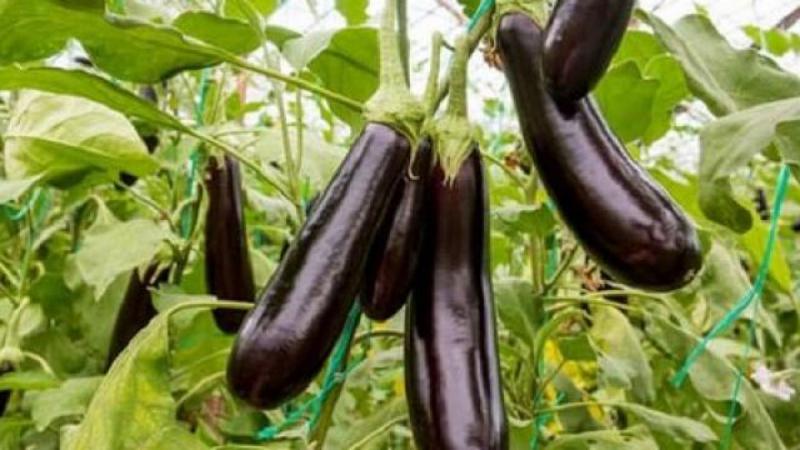 Cà tím xào chao món chay với cà tím