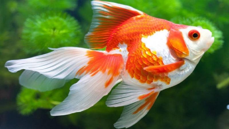 Vẻ đẹp của cá vàng.