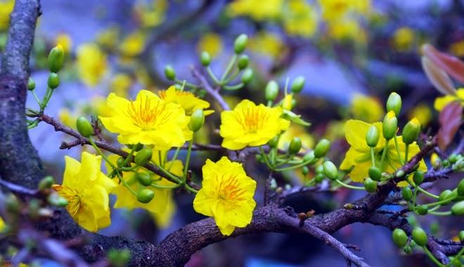 ﻿Mai vàng đẹp dịu dàng, tượng trưng cho sự sang trọng, quý phái, ấm no, hạnh phúc