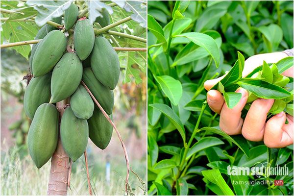 Cách chữa bệnh gout bằng đu đủ xanh và trà xanh