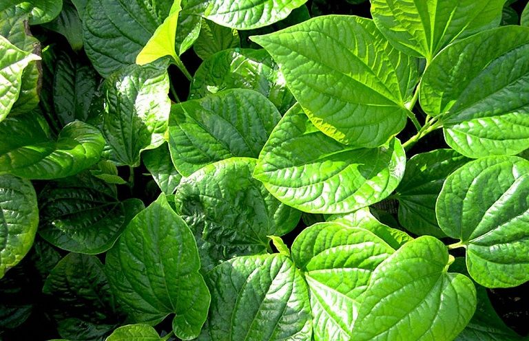 chữa trị bệnh tổ đỉa bằng lá lốt