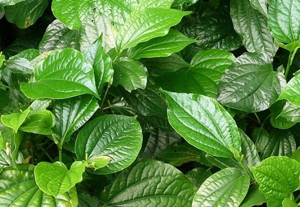 Cách chữa bệnh gút bằng lá lốt