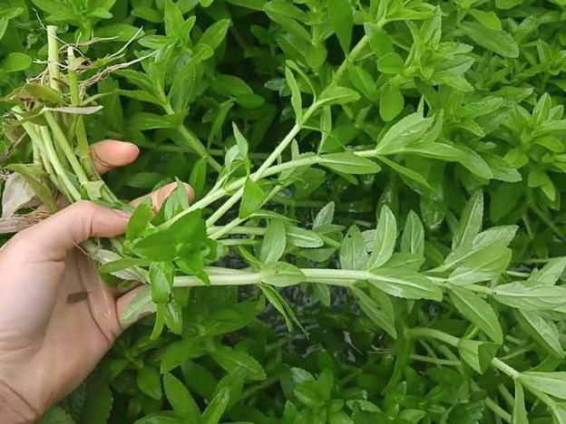 Chữa sỏi thận bằng rau ngổ