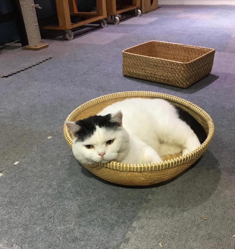 Hay làm nũng
