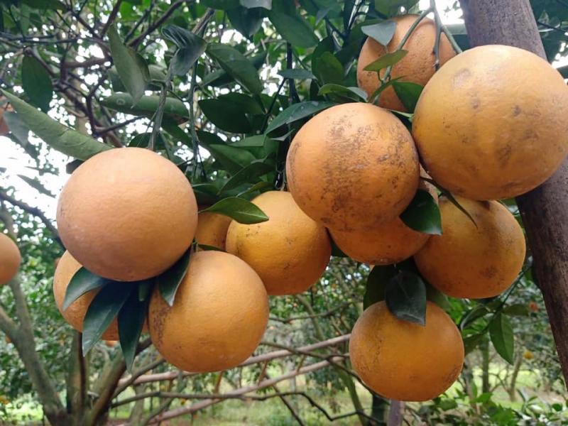Cam cao phong Hoà Bình